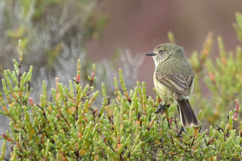 Slender-billed Thornbill (Acanthiza iredalei)